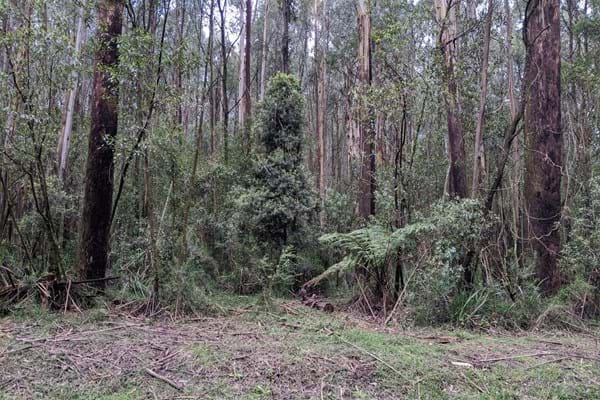 28 year regrowth – Photo taken from Sylvia Creek Road, Toolangi, looking a previously harvested into coupe