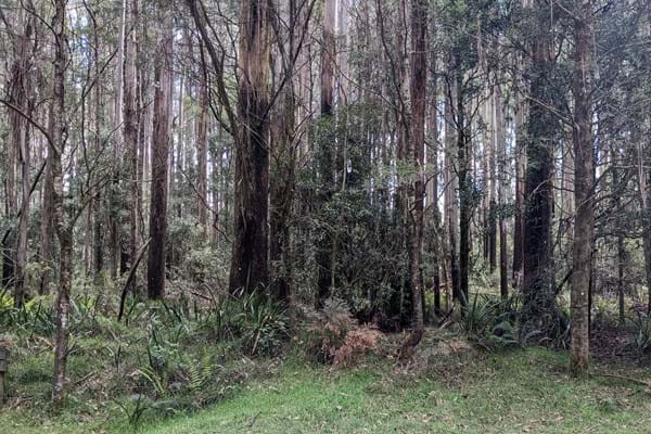 44 year regrowth – Photo taken from Hardys Creek Road, Toolangi, looking into a previously harvested coupe