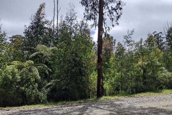 4 year regrowth – Photo taken from Sylvia Creek Road, Toolangi, looking into a previously harvested coupe
