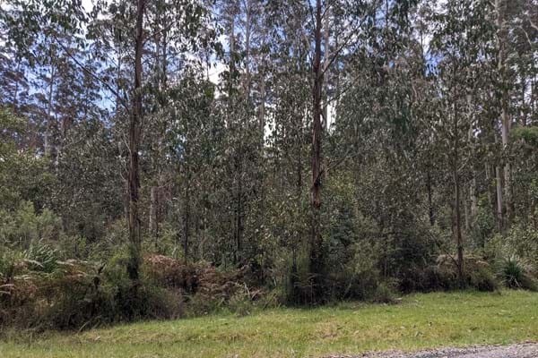 8 year regrowth – Photo taken from Sylvia Creek Road, Toolangi, looking into a previously harvested coupe